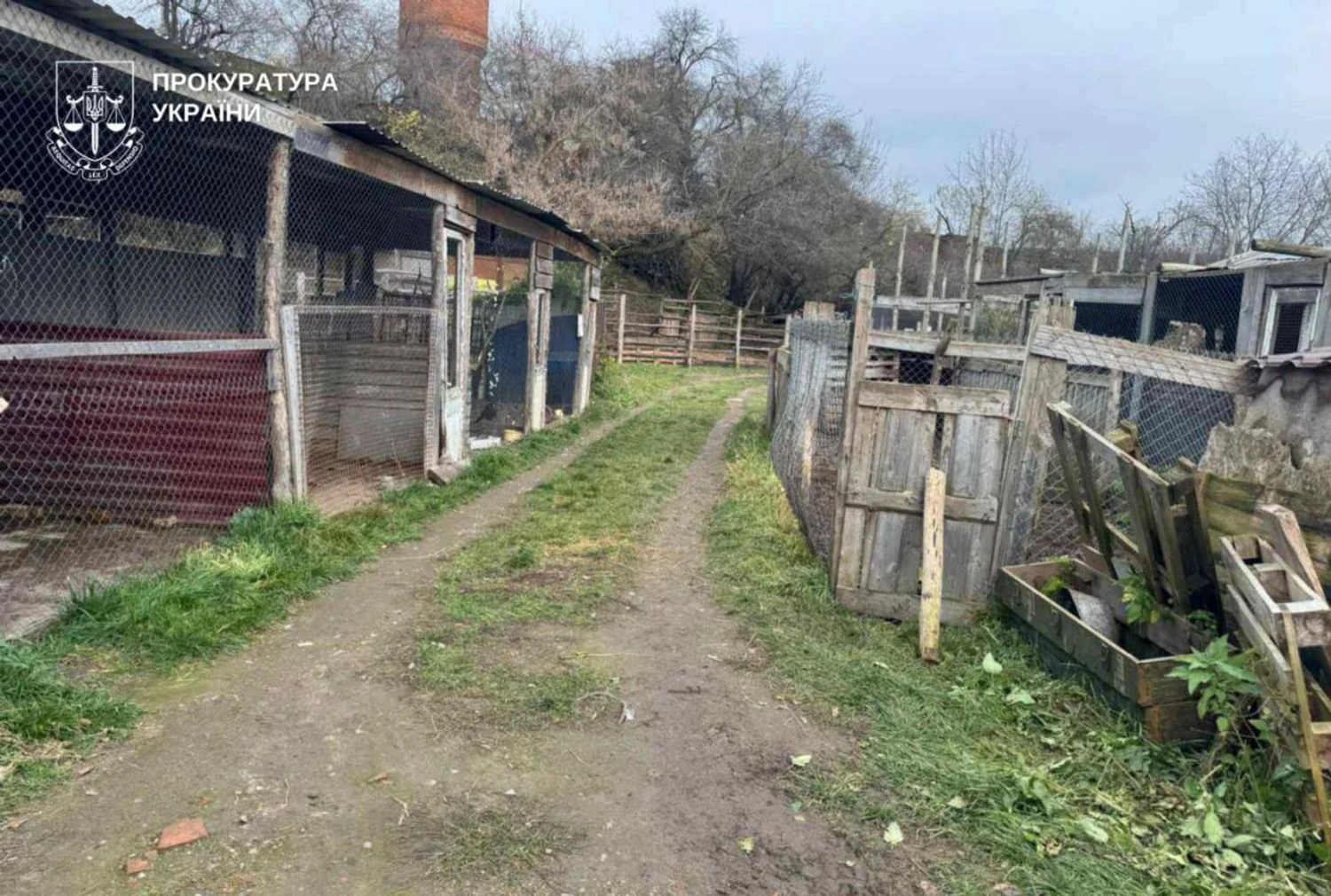 З вольєру приватного центру у Хмельницькому втекло дві левиці: прокуратура розпочала кримінальне провадження